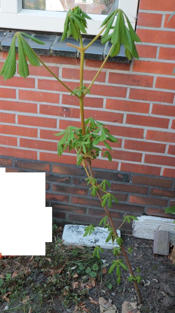 Gratis jong kastanjeboom, Tuin en Terras, Overige soorten, Lente, 100 tot 250 cm, Ophalen