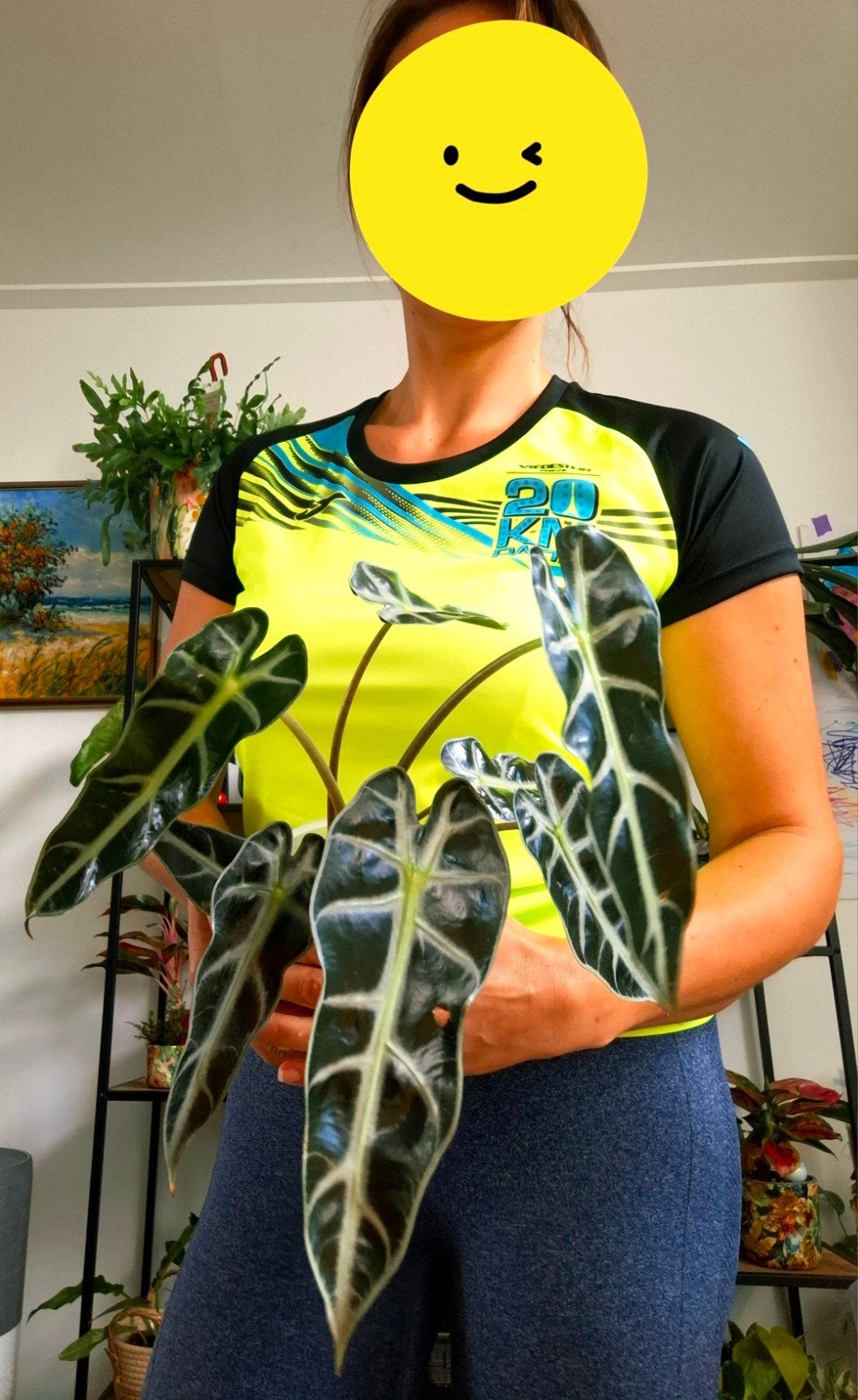 Alocasia Bambino Arrow, Ophalen of Verzenden