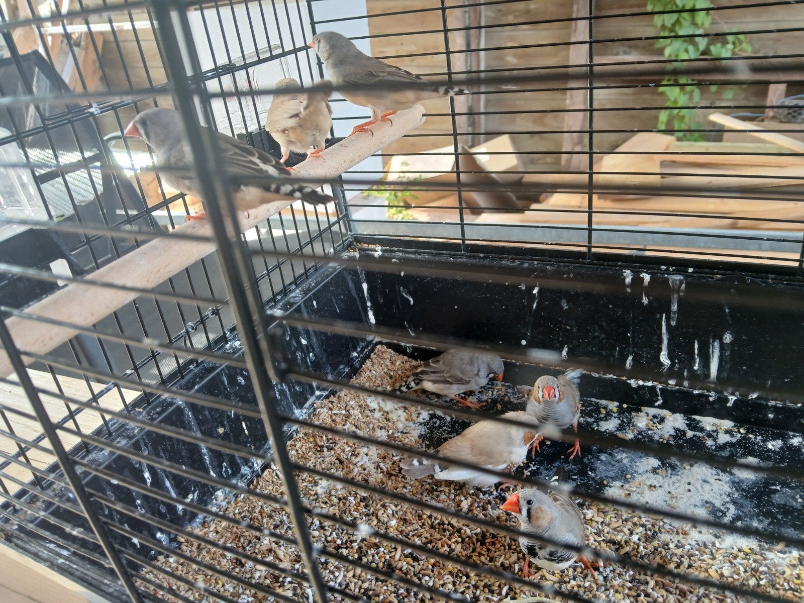 7 jonge zebravink, Dieren en Toebehoren, Vogels | Overige Vogels, Meerdere dieren