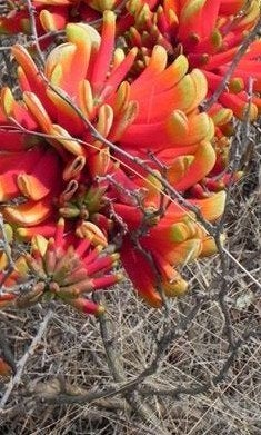 Koraalboom (Erythrina acanthocarpa), Ophalen of Verzenden, Overige soorten, Volle zon