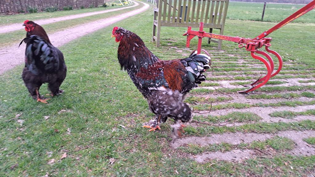 Brahma hanen, Dieren en Toebehoren, Mannelijk, Kip