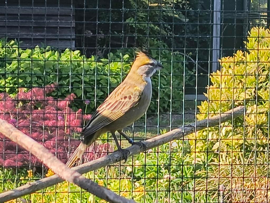 Groene kardinaal pop, Dieren en Toebehoren, Vogels | Overige Vogels, Vrouwelijk, Geringd