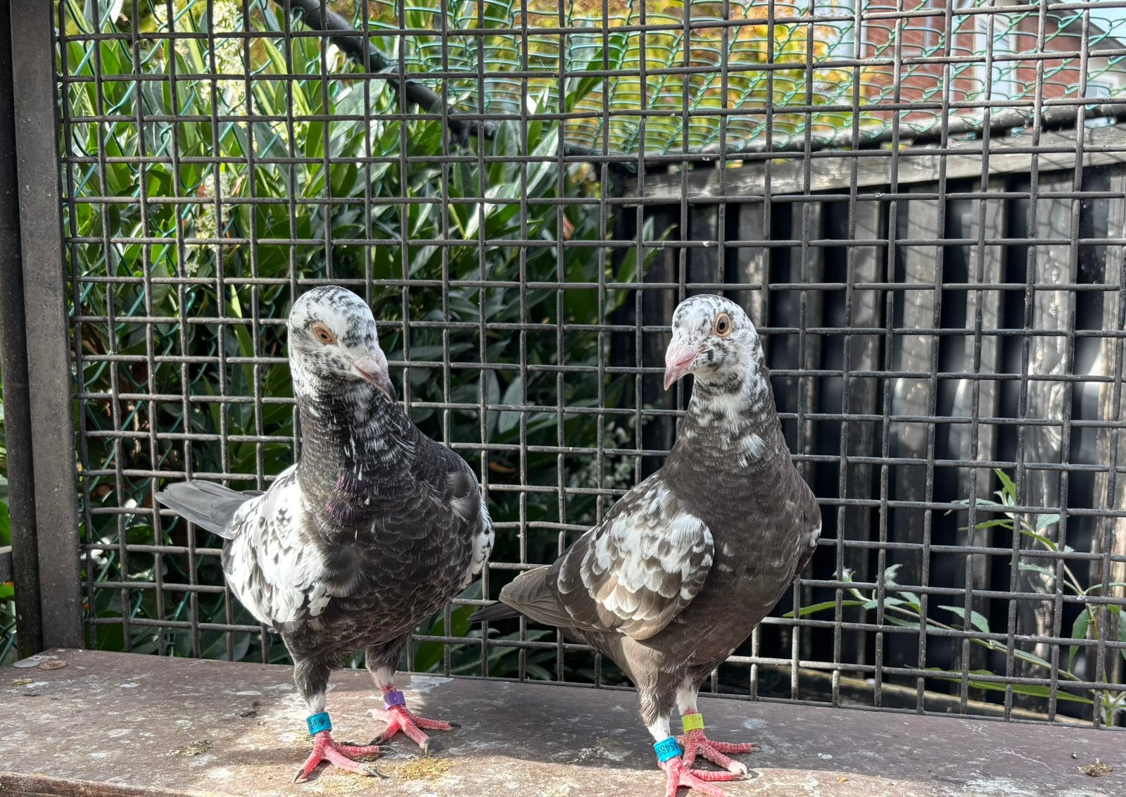 Getijgerde postduiven, duiven, kleurpostduiven, Dieren en Toebehoren, Meerdere dieren, Postduif