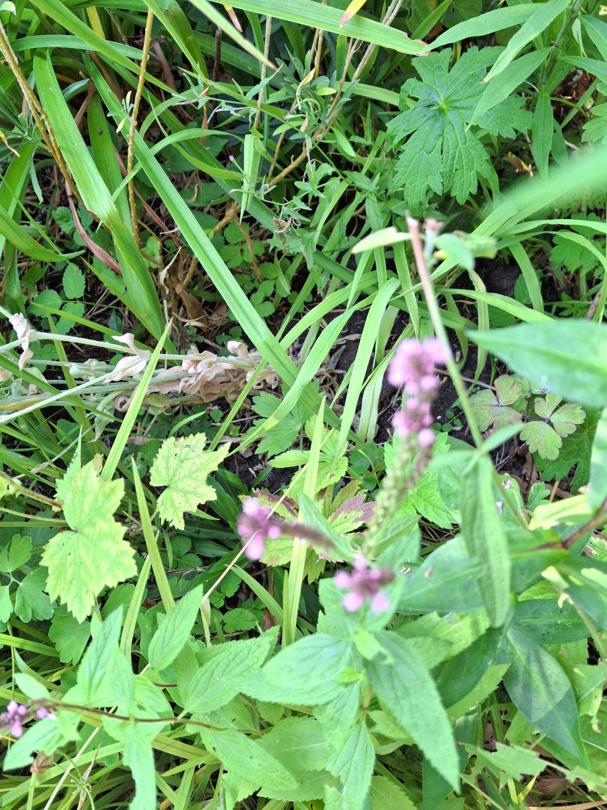 verbena hastata zaden, Ophalen of Verzenden, Najaar, Halfschaduw, Zaad