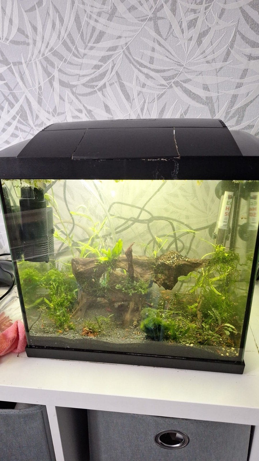 Aquarium met rode garnaaltjes, Ophalen, Gebruikt, Inclusief vissen, Gevuld zoetwateraquarium