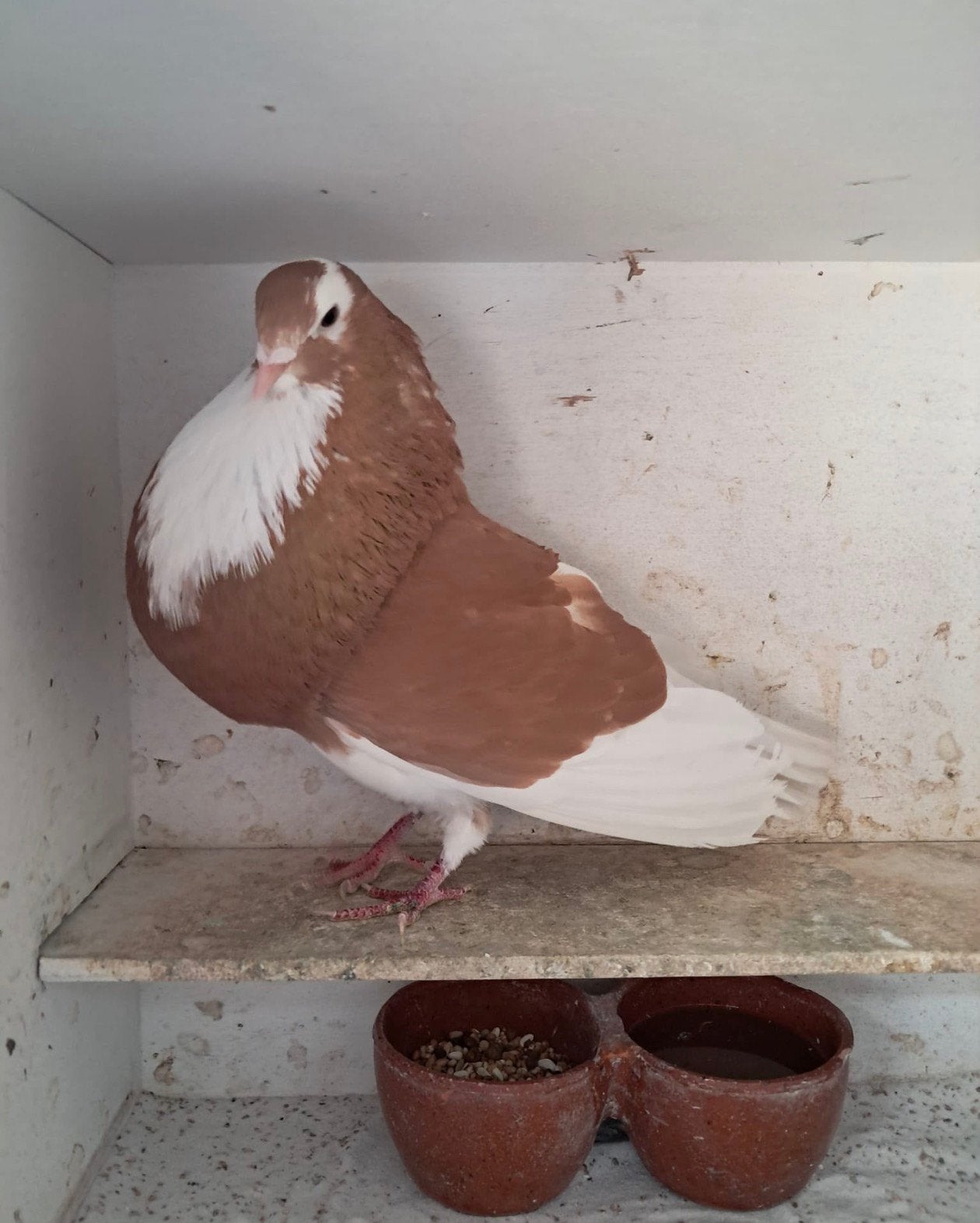 Geelbonte doffer, Dieren en Toebehoren