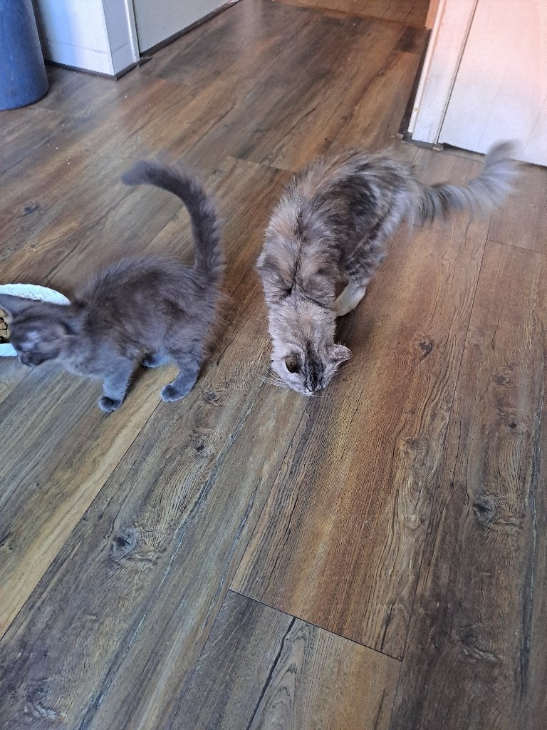 maine coon katertje, Dieren en Toebehoren, Kater, Gechipt, 0 tot 2 jaar