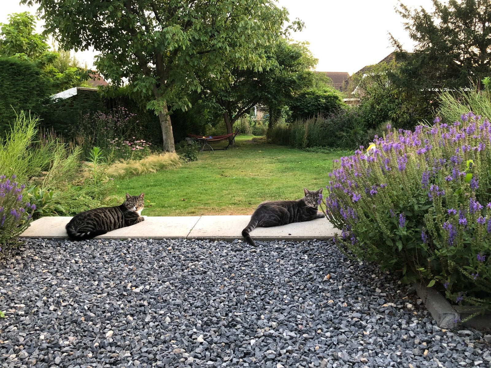 Weer vermist: poes Mammie, Kat