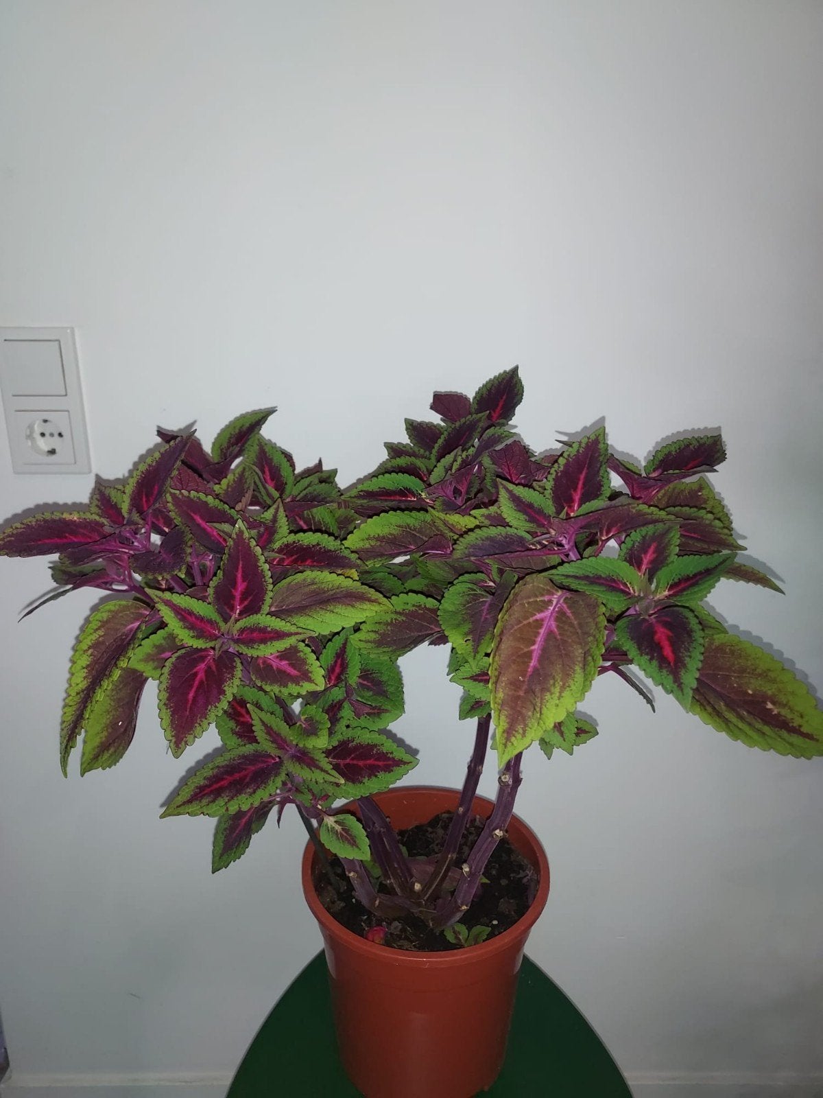 Coleus scutellarioides ( Siernetel ), Huis en Inrichting, Ophalen, Halfschaduw, Minder dan 100 cm