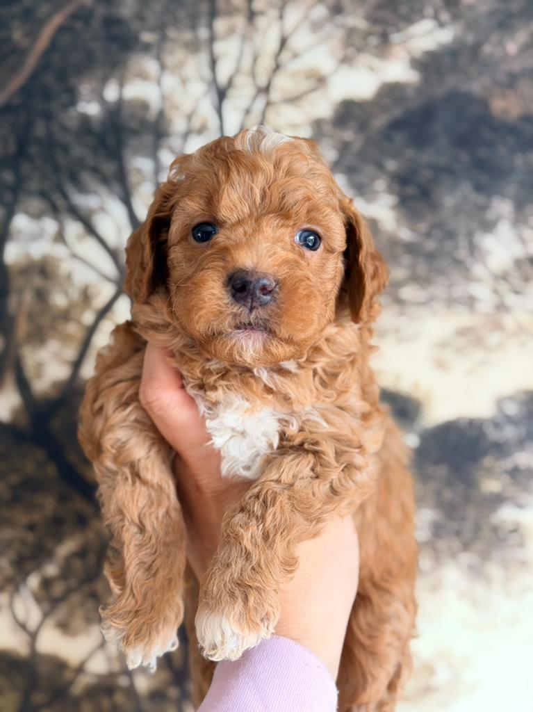 Prachtige mini labradoodle pups te koop!, Dieren en Toebehoren, Parvo, Overige rassen, 8 tot 15 weken, Meerdere