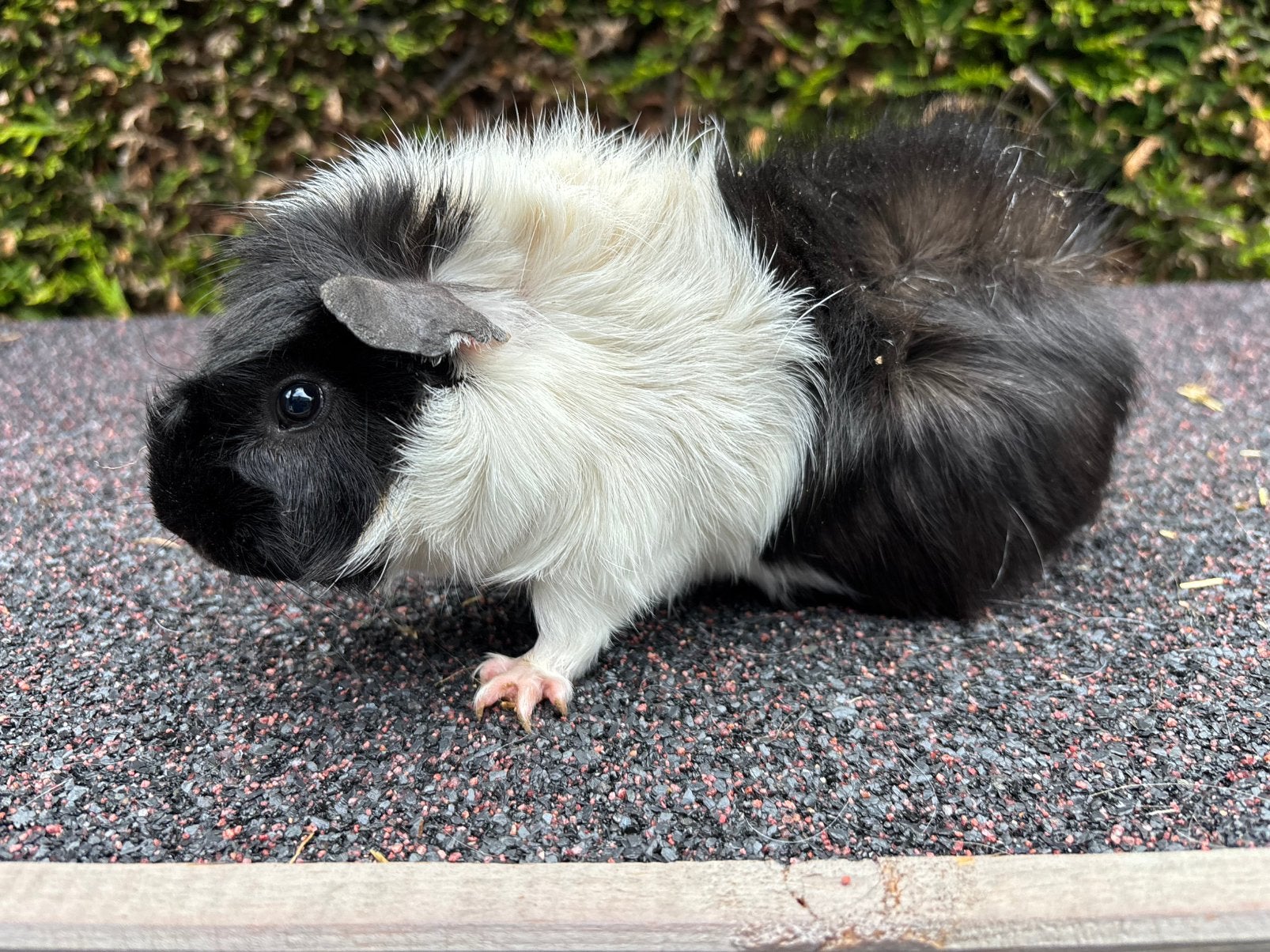 Twee cavia beren (4 & 7 maanden), Cavia, Mannelijk, November, Tam