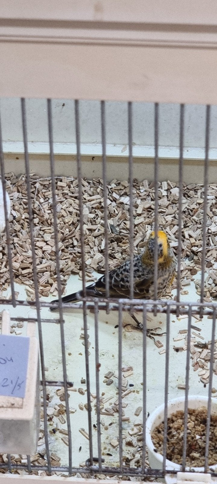 Te Koop Rode Lizard Kanaries, Dieren en Toebehoren, Vogels | Kanaries, Meerdere dieren, Postuurkanarie