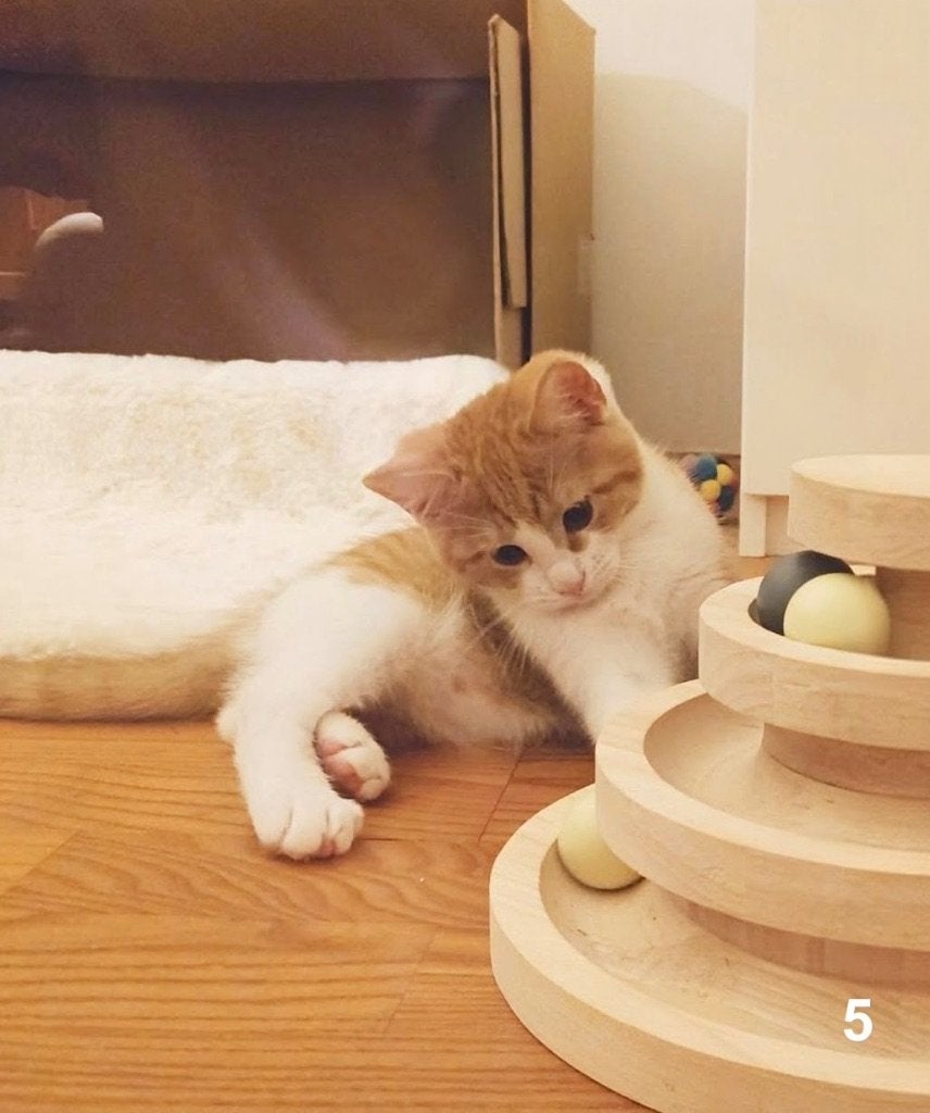 Ragdoll - Britse Korthaar x Europese Kittens [11 weken oud], Meerdere dieren, Ontwormd, 0 tot 2 jaar