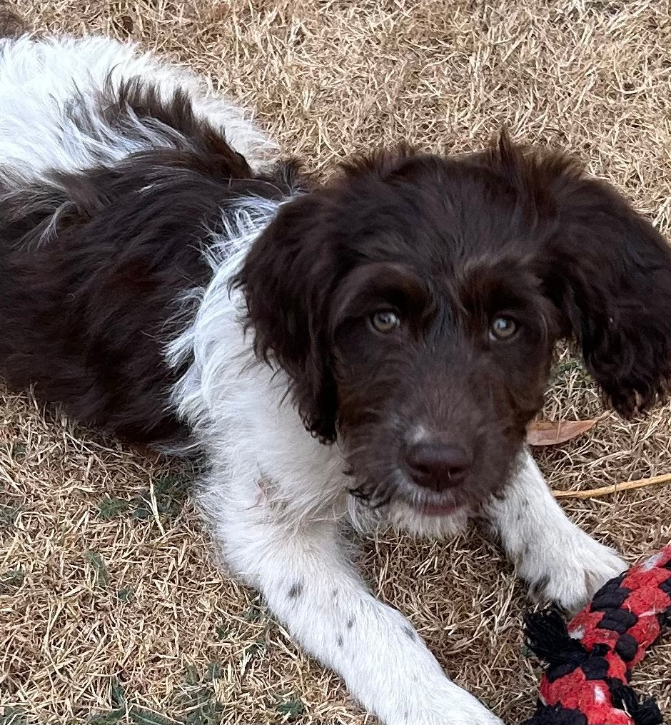 Prachtige Heidewachtel mix pups, Parvo, Nederland, Overige rassen, 8 tot 15 weken