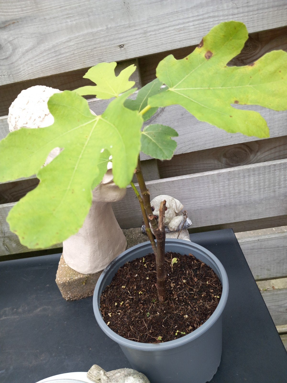 Vijg.....🍀.. Ficus Carica, Ophalen, Overige soorten, Volle zon