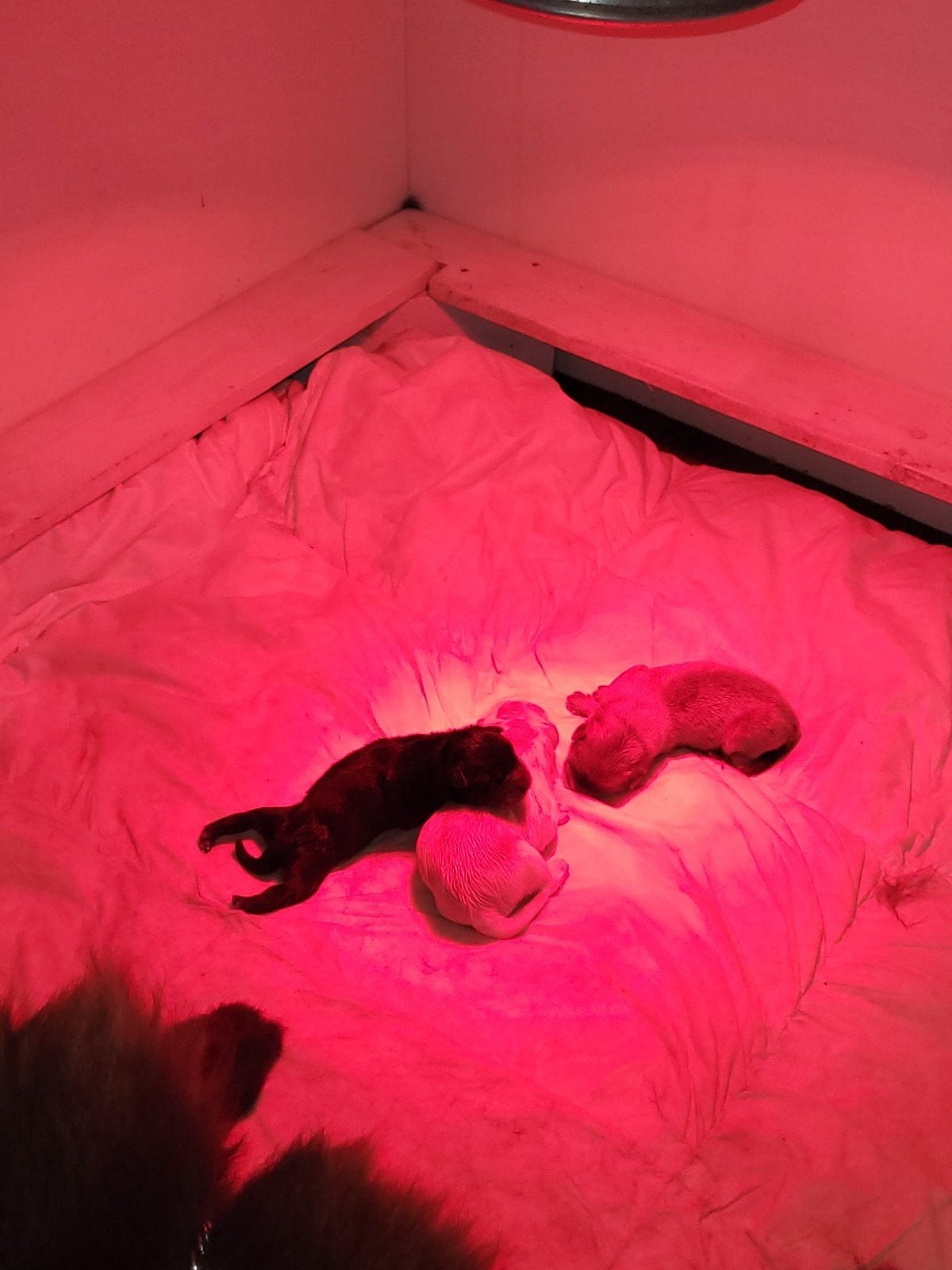 thuisnestje chow chow pups, Dieren en Toebehoren, 8 tot 15 weken, Meerdere, Meerdere dieren, Nederland