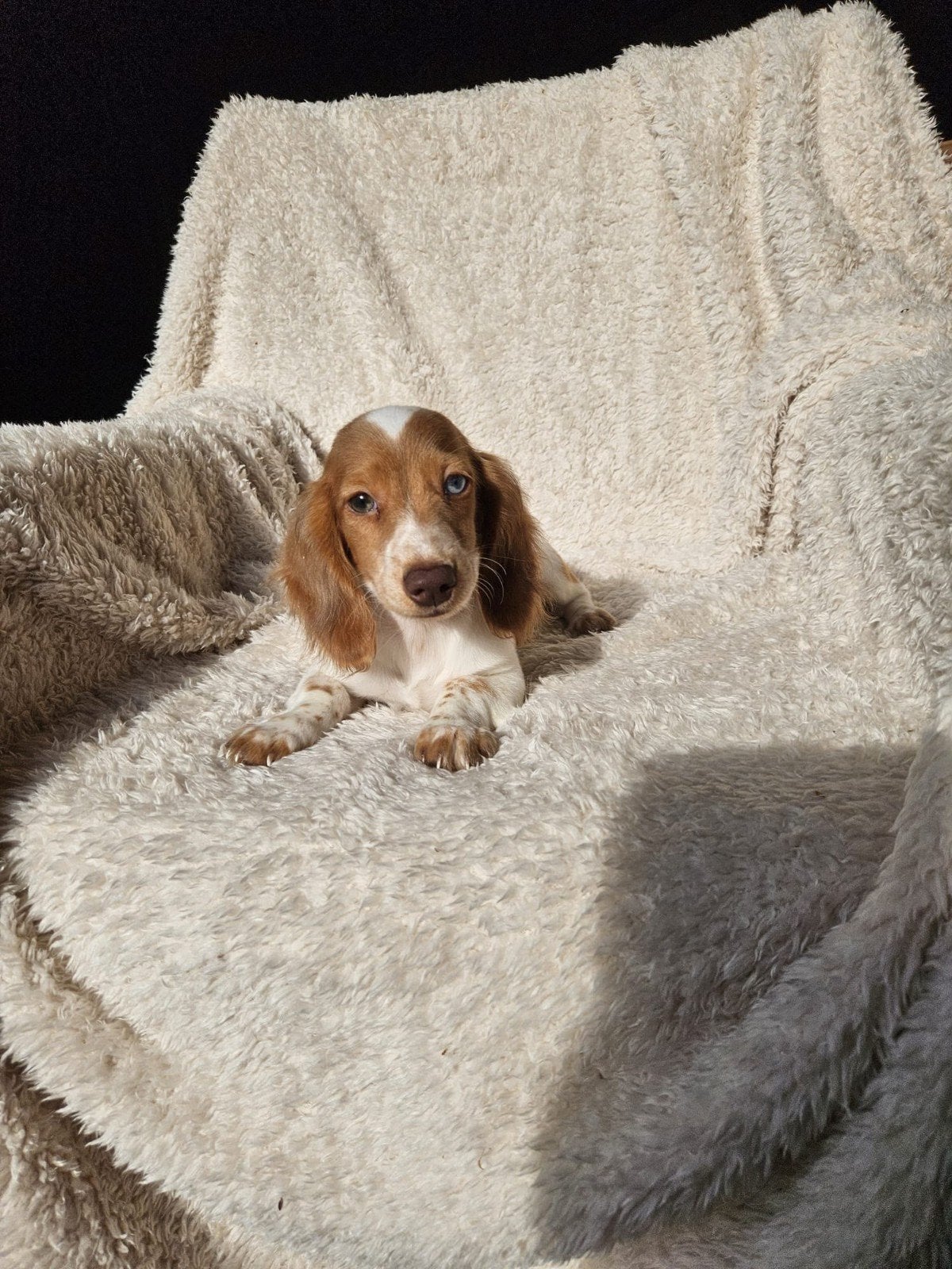 langharige dwerg teckel pups ( Pie Bald) langhaar dwegteckel, Dieren en Toebehoren, 8 tot 15 weken, Meerdere, Nederland, Fokker | Hobbymatig