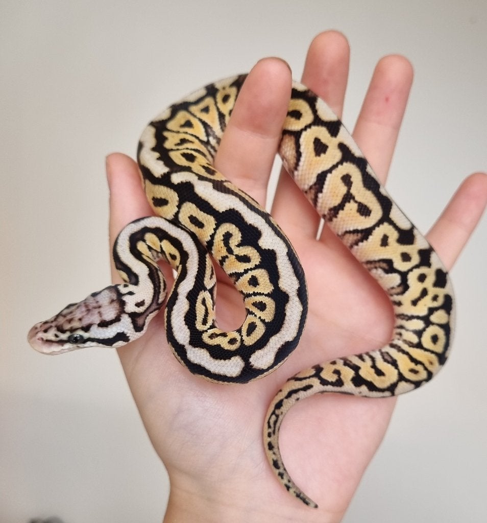 0.1 special spotnose pastel het clown koningspython Ball Python photo 2