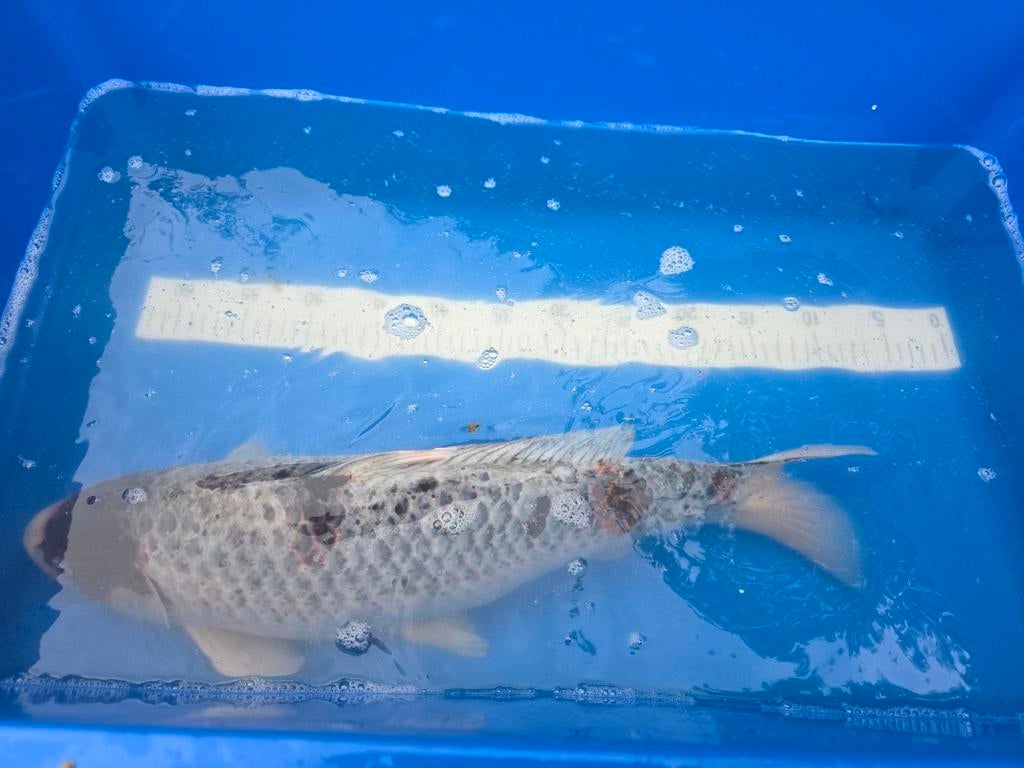 Mooie koi ca 55 cm, Karper of Koi