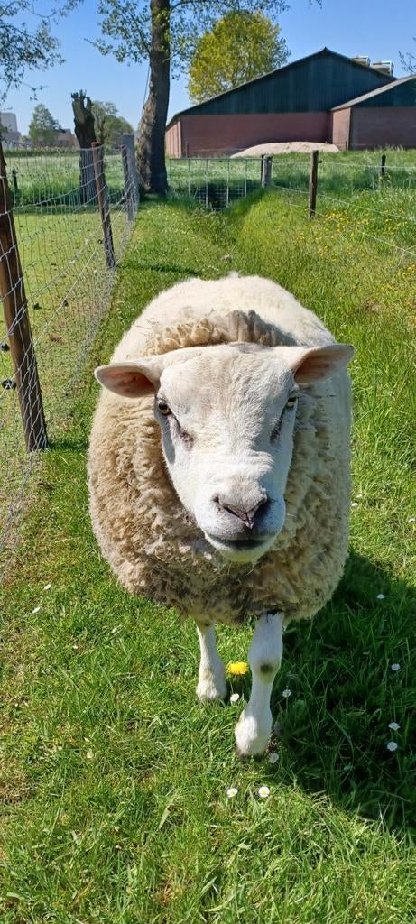 Ram, Dieren en Toebehoren