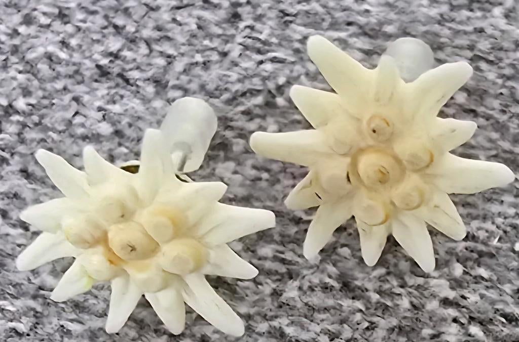 Trachten Edelweiss oorbellen ( leuk moederdag kado ️♥️🎁), Overige materialen, Overige kleuren, Ophalen of Verzenden, Zo goed als nieuw