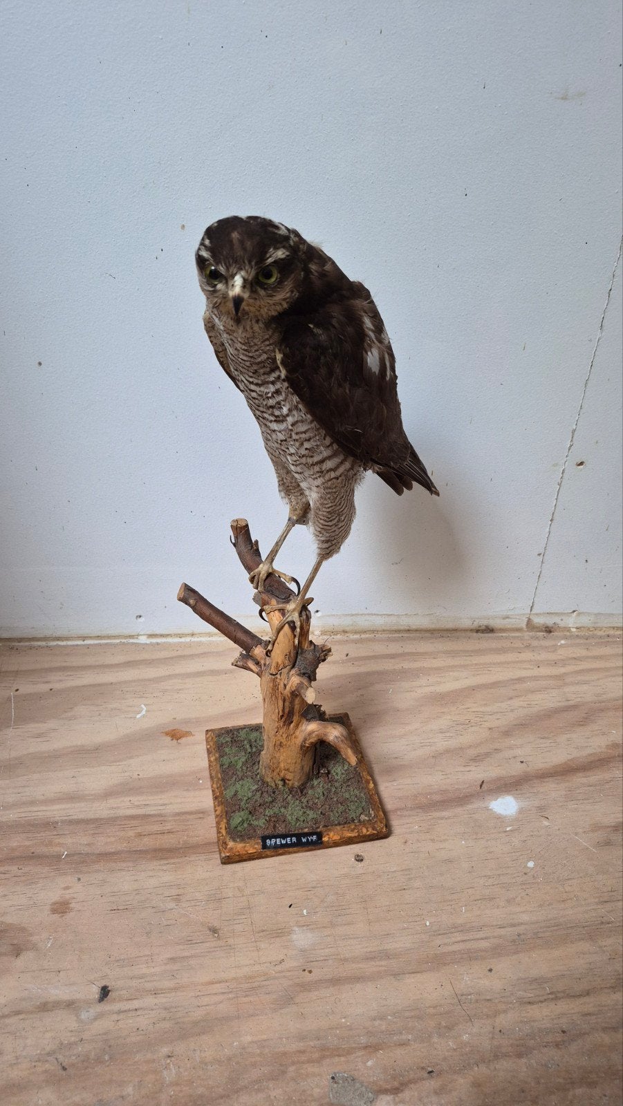 Prachtige Opgezette Sperwer Geringd., Ophalen of Verzenden, Zo goed als nieuw, Vogel, Opgezet dier