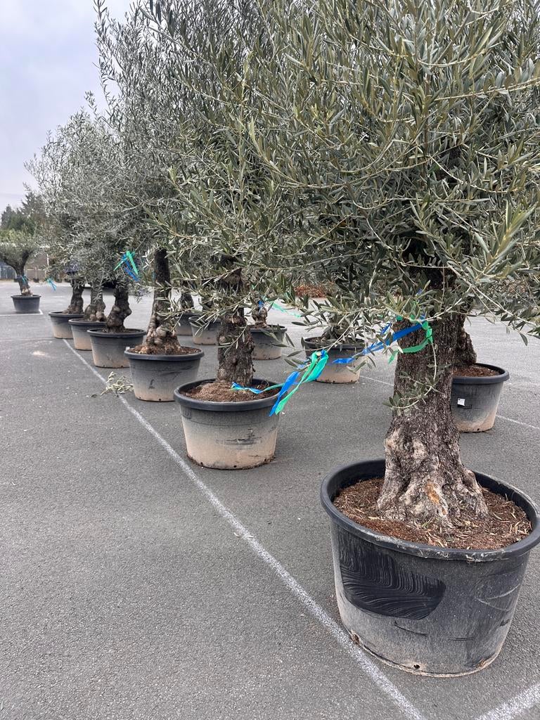 Olijfbomen ,,Hojiblanca” 170/180Lt pot, hoogte 250/300, Tuin en Terras, Planten | Bomen, 100 tot 250 cm, Olijfboom, Zomer, Ophalen