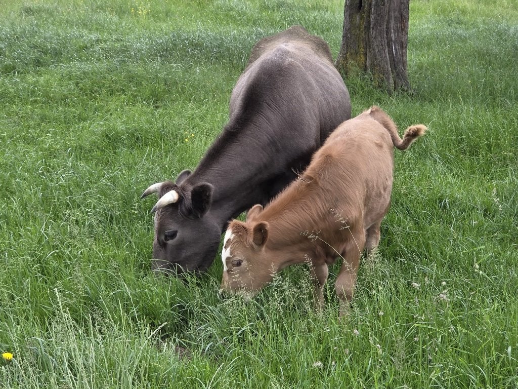 Dahomey koe met rood Dahomey stierkalfje, Dieren en Toebehoren, Runderen, Meerdere dieren