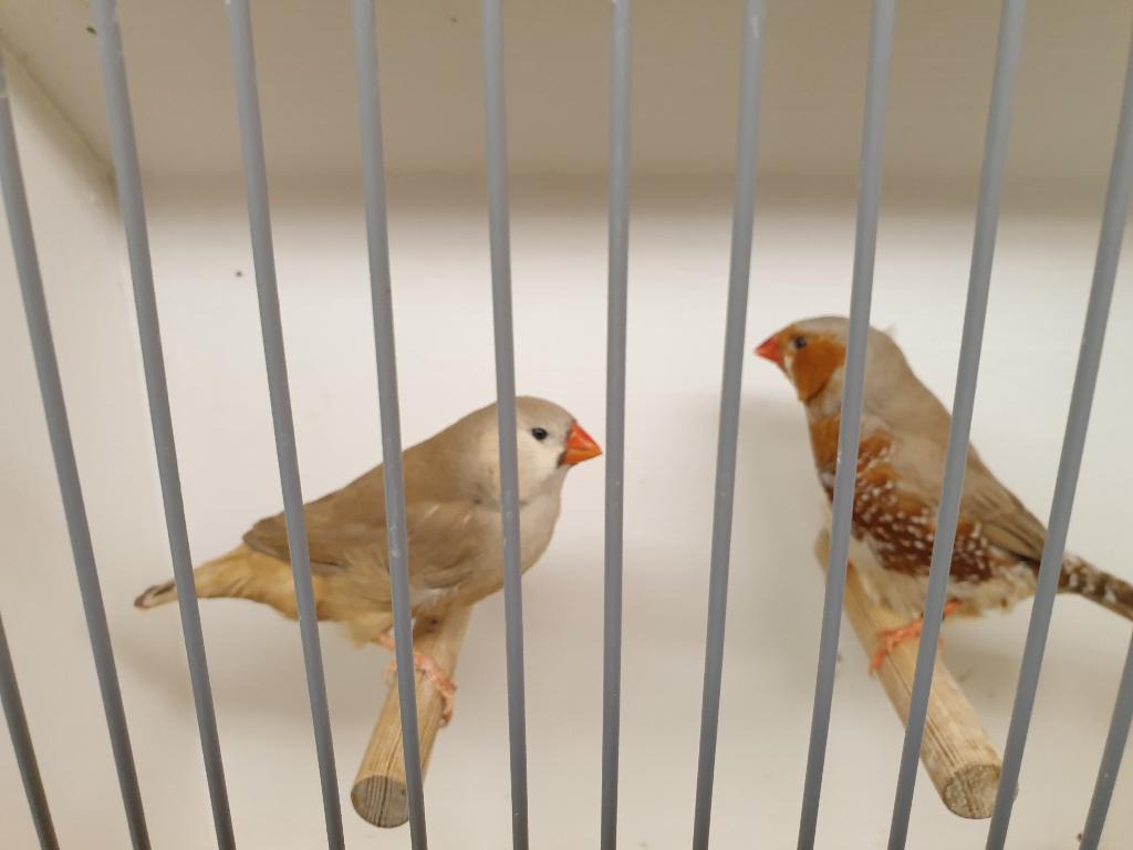 Zeer mooie grote koppel zebravinken oranjeborst TT klassen, Dieren en Toebehoren, Vogels | Overige Vogels, Meerdere dieren, Tropenvogel