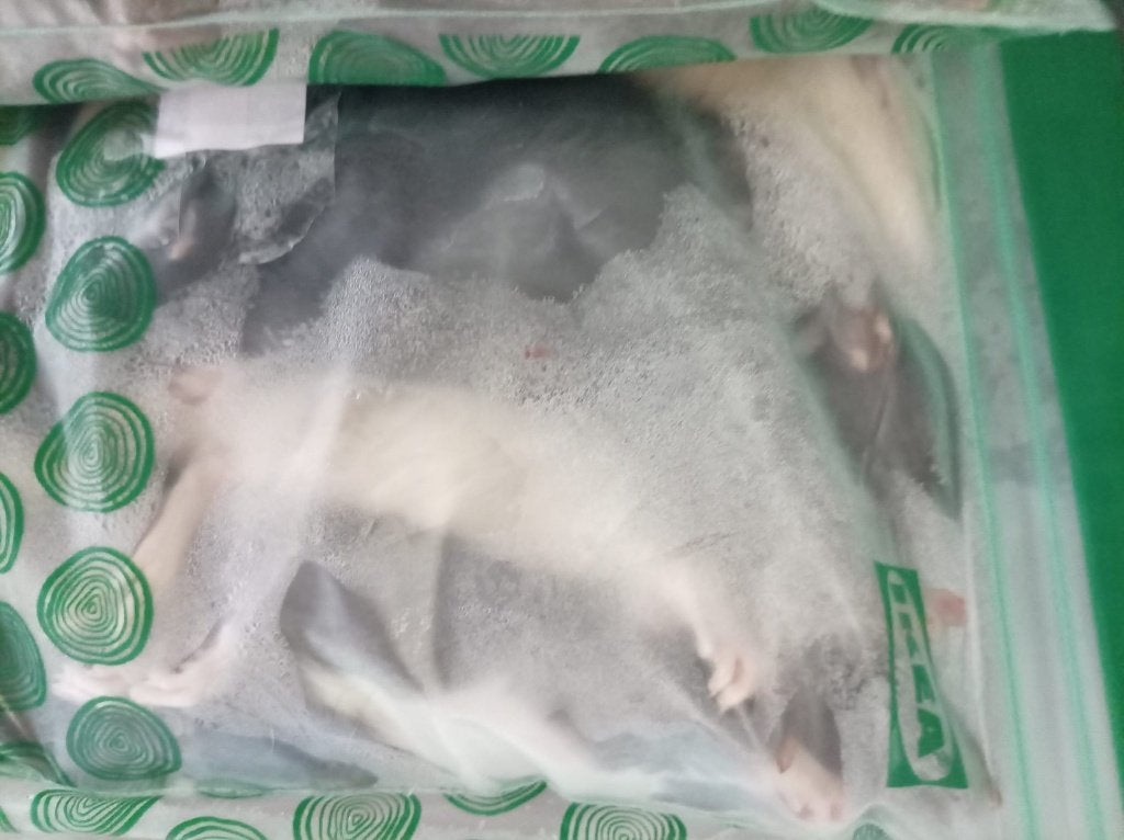 Voederratten diepvries, Dieren en Toebehoren, Ophalen, Overige typen