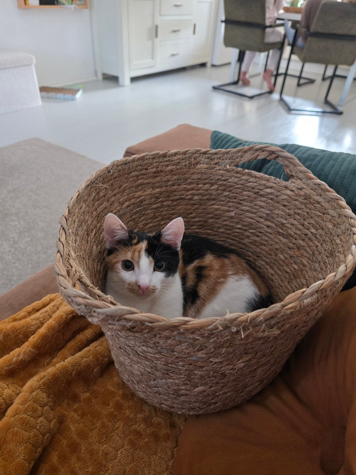 kitten 6 maanden, Poes, 0 tot 2 jaar