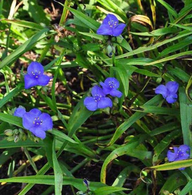 Eendagsbloem, tradescantia, Volle zon, Vaste plant, Zomer, Ophalen