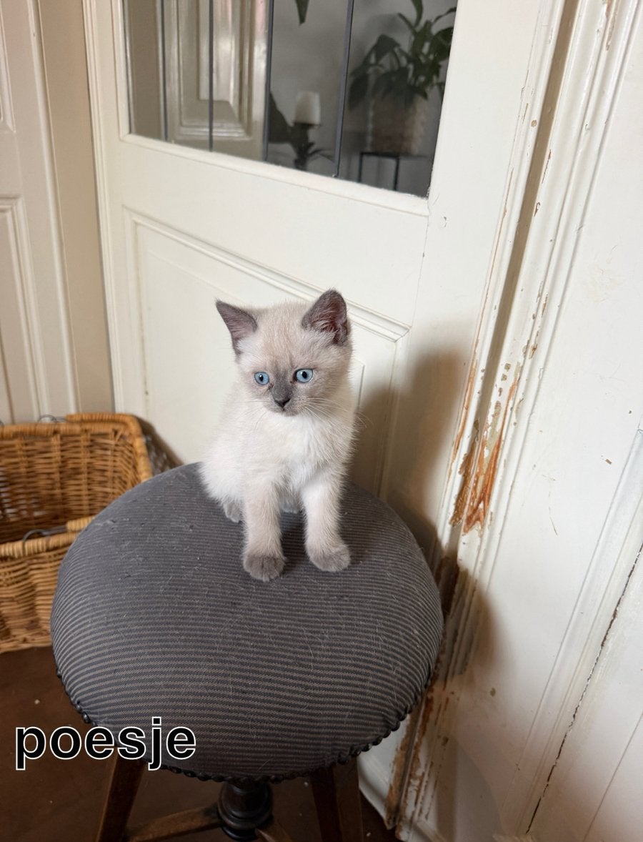Prachtige kittens - Gechipt , dierenarts gecontroleerd, Meerdere dieren, Gechipt