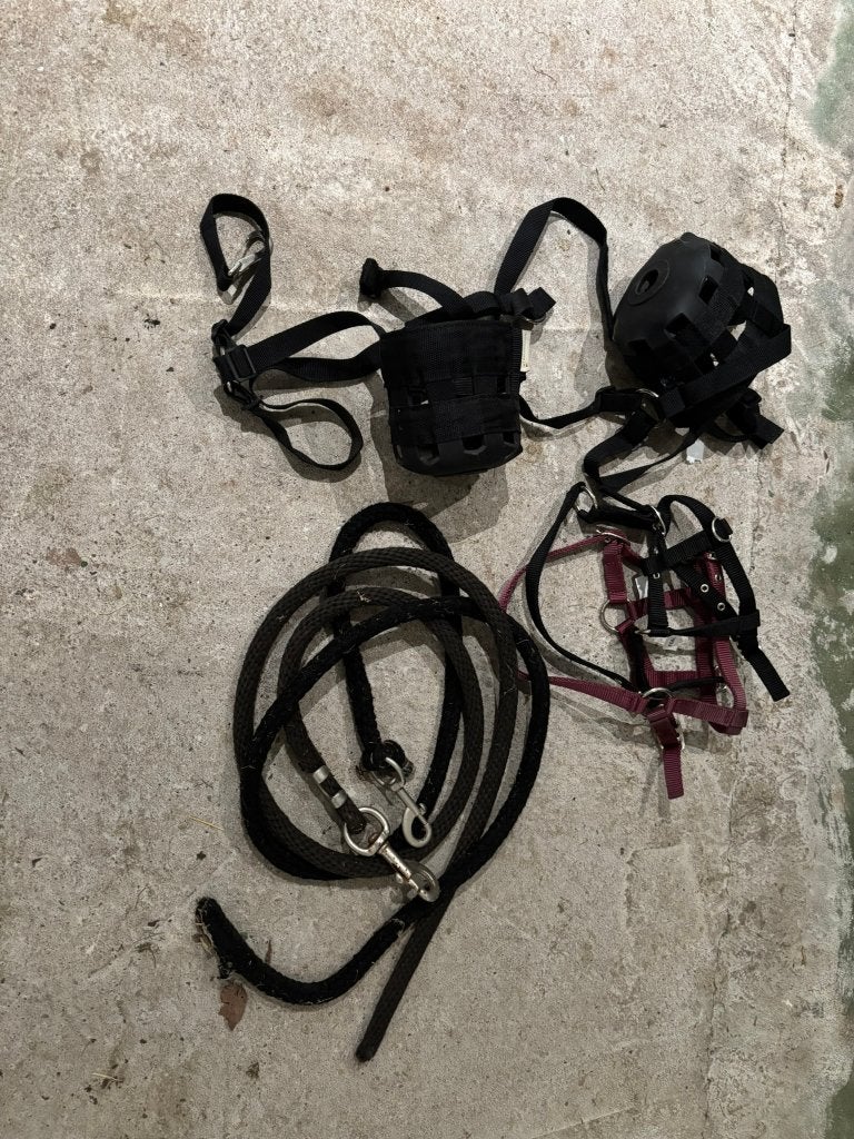halsters en graasmaskers, Ophalen, Shetlander, Nieuw, Halster