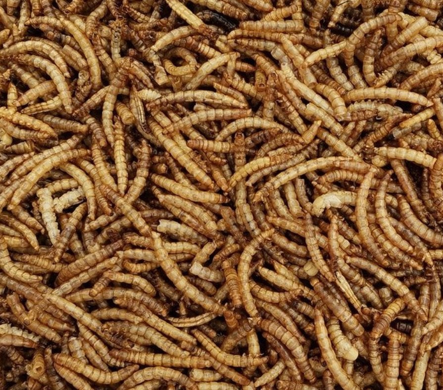 Gedroogde Meelwormen 1 kg – Gratis thuisbezorgd, Ophalen of Verzenden