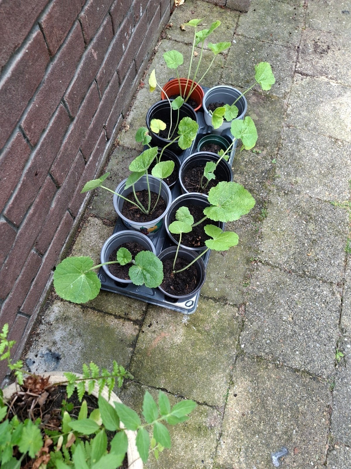 Stokroos plantjes, Ophalen, Eenjarig, Groenteplanten, Volle zon