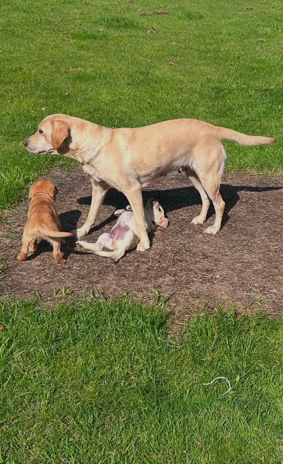 Schattige Labrador puppys 8 weken oud, Parvo, 8 tot 15 weken, Labrador retriever, Meerdere