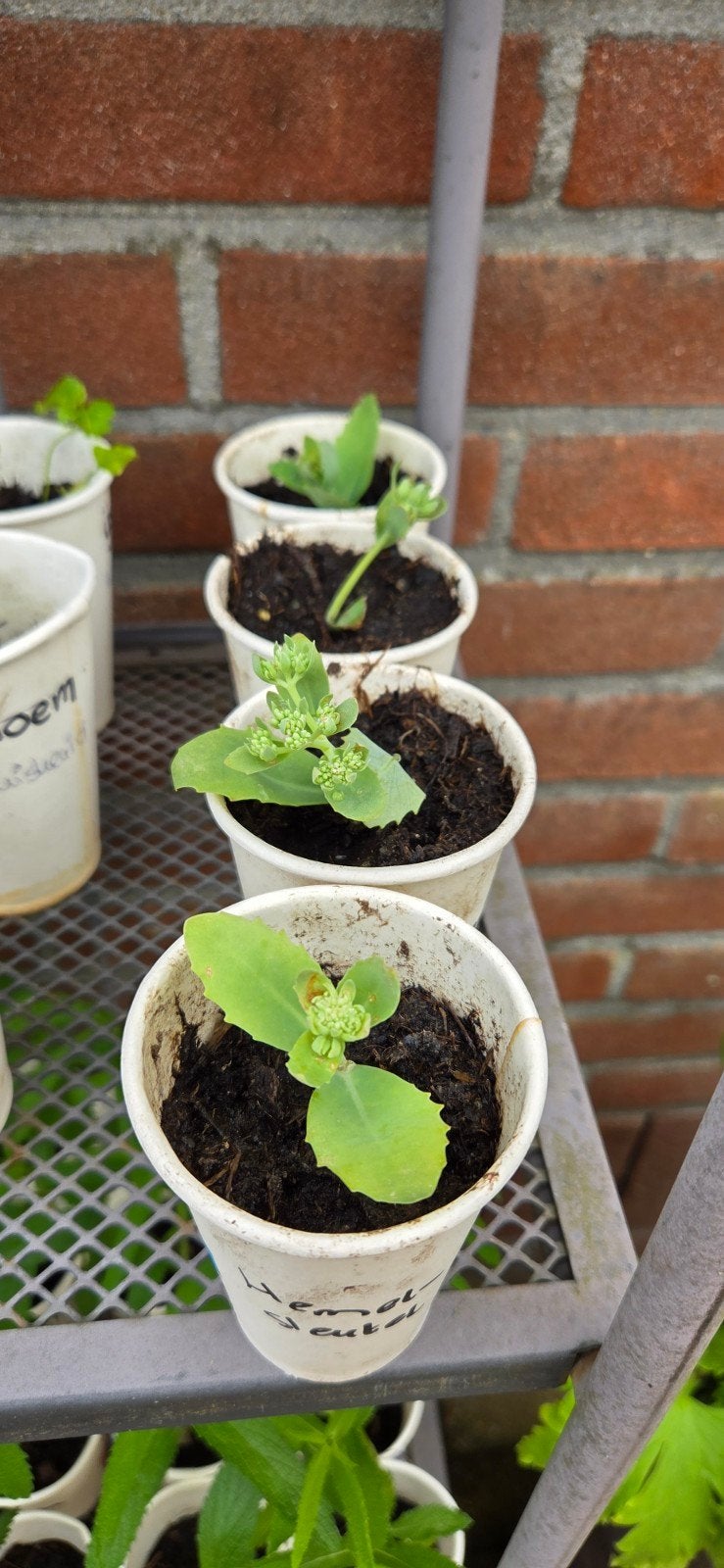 Hemelsleutel stekken., Tuin en Terras, Planten | Tuinplanten, Ophalen, Overige soorten, Volle zon