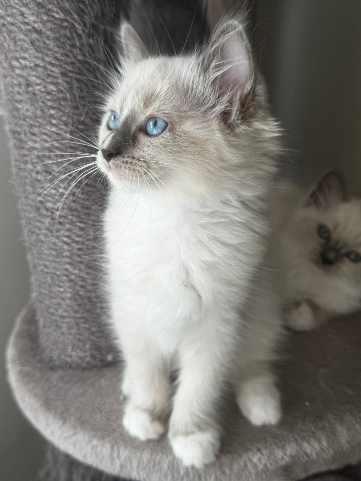 Ragdoll kittens knap geweldig kakrakter mogen verhuizen, Meerdere dieren, Met stamboom