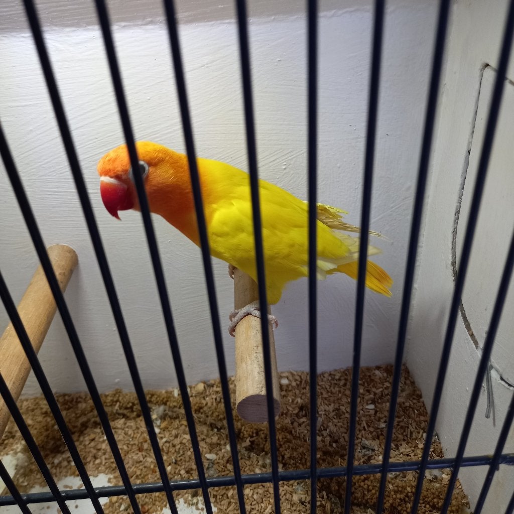 Fischeri, Geslacht onbekend, Dwergpapegaai of Agapornis, Geringd