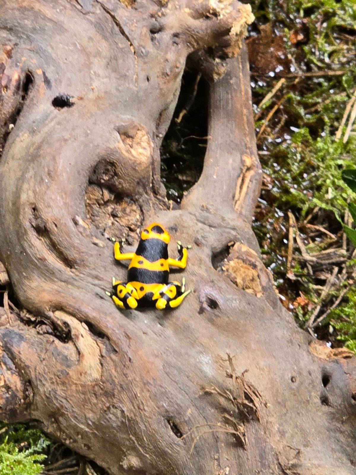 Prachtige pijlgifkikkers (Dendrobates leucomelas), 0 tot 2 jaar