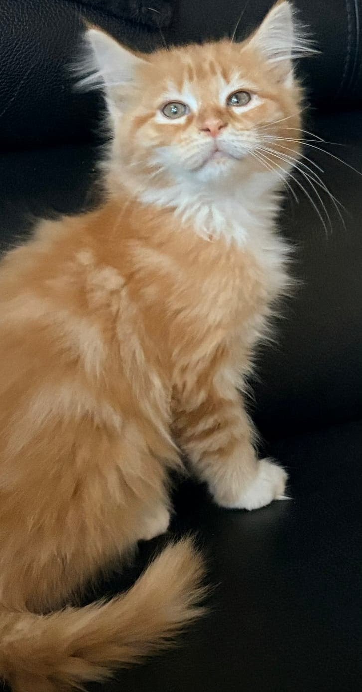 Maine Coon Kittens zoeken een warme mand, Meerdere dieren, Ontwormd, 0 tot 2 jaar