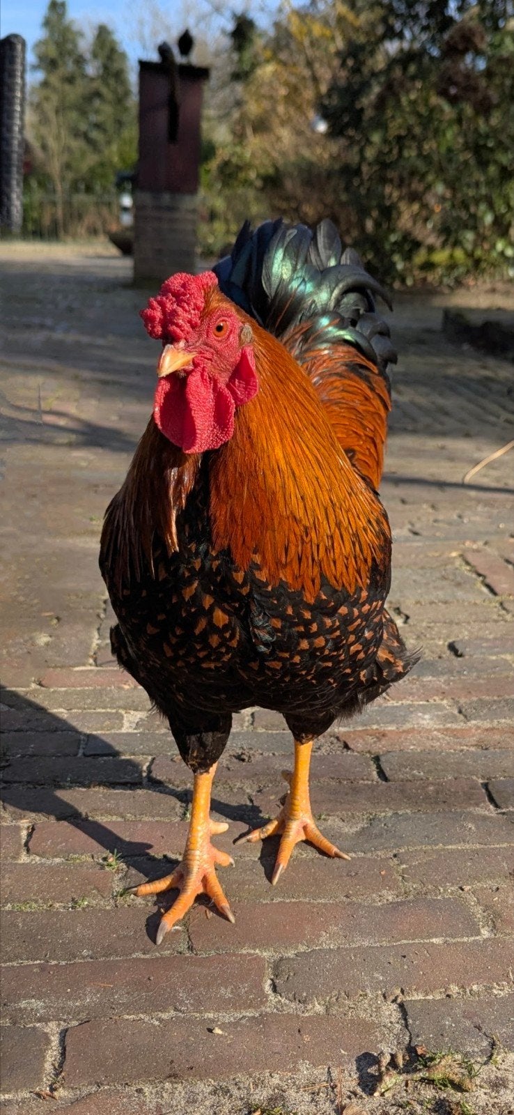 prachtige wyandotte krielhaan febr 2025, Dieren en Toebehoren, Mannelijk, Kip