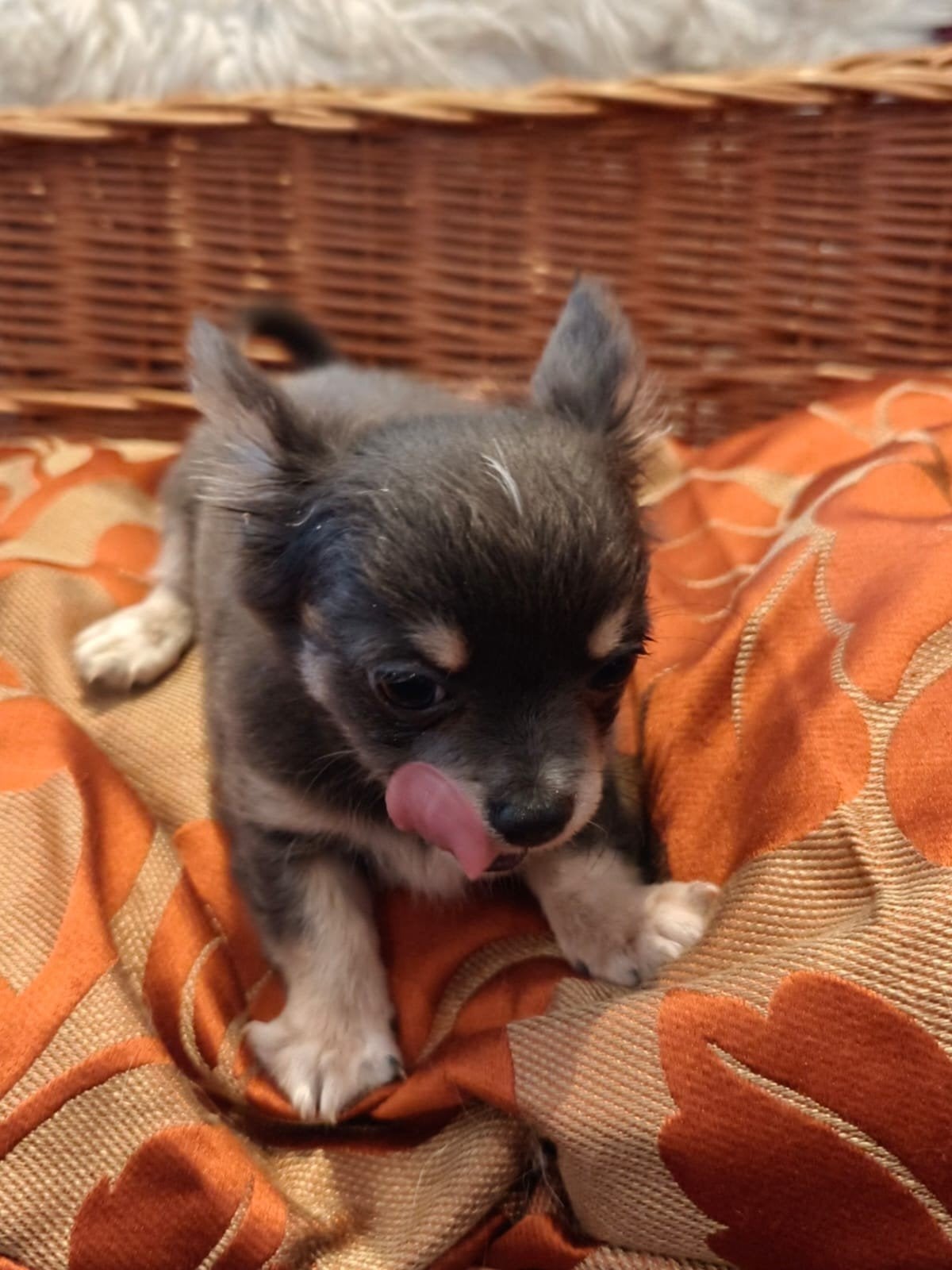 Prachtige Chihuahua puppy's., 8 tot 15 weken, Meerdere, Meerdere dieren, Chihuahua