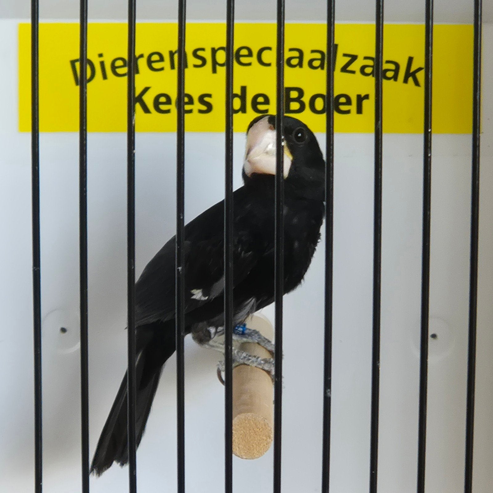 Twatwa man, Dieren en Toebehoren, Mannelijk, Geringd