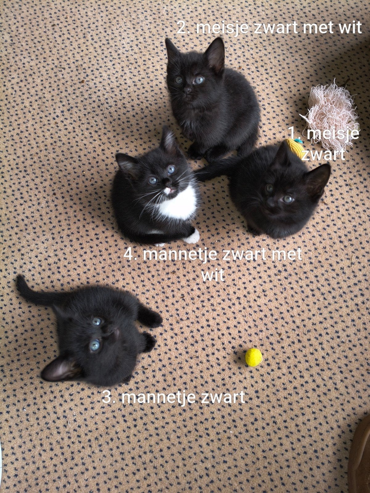 Kittens / Kitten alle zijn op dit moment gereserveerd, Meerdere dieren, Kortharig, 0 tot 2 jaar