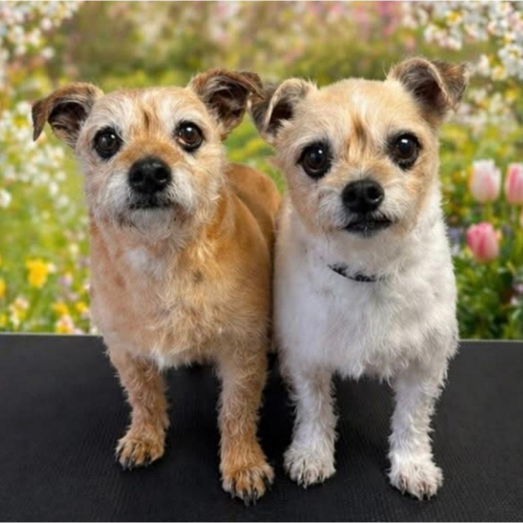 Deze 2 lieve dames zoeken een fijn huisje., Dieren en Toebehoren, Honden | Niet-rashonden, 6 jaar of ouder, Teef, Parvo, Meerdere