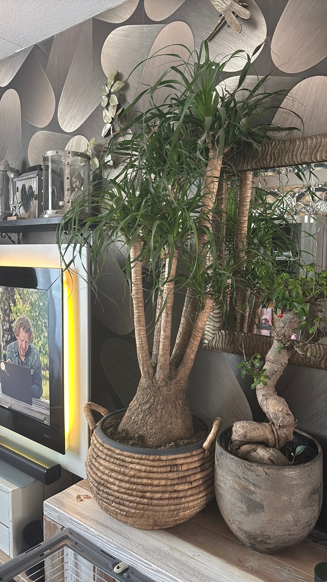 Beaucarnia groot en uniek, Huis en Inrichting, Kamerplanten, Minder dan 100 cm, Bonsai, Groene kamerplant, Halfschaduw