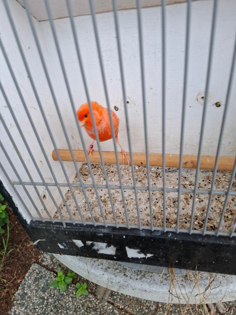 Kanarie, Dieren en Toebehoren, Vogels | Kanaries, Vrouwelijk, Kleurkanarie