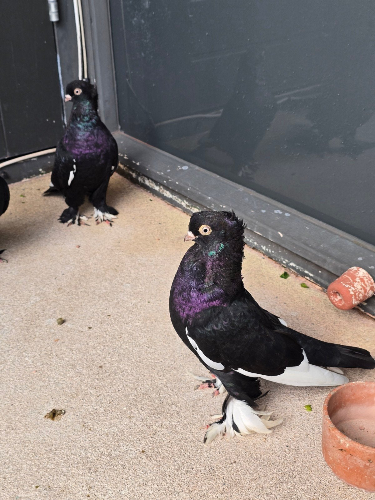 taklaa, Dieren en Toebehoren, Vogels | Duiven, Meerdere dieren, Overige soorten
